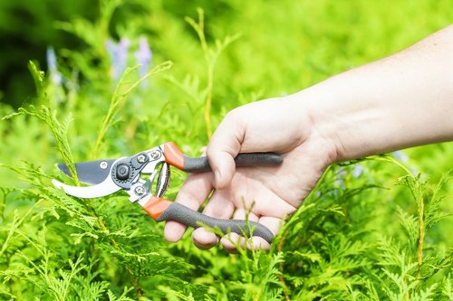 A close-up of a person's hand using a pair of pruning secateurs with black and orange handles to trim green foliage in a garden. The garden features a variety of lush, dense plants with bright green leaves and some small purple flowers visible in the background. The scene is outdoors, illuminated by natural daylight, and shows a well-maintained, healthy garden environment typical of gardening services in Teddington. The focus is on the careful trimming activity, with the background slightly blurred to emphasize the gardening work and plant details.
